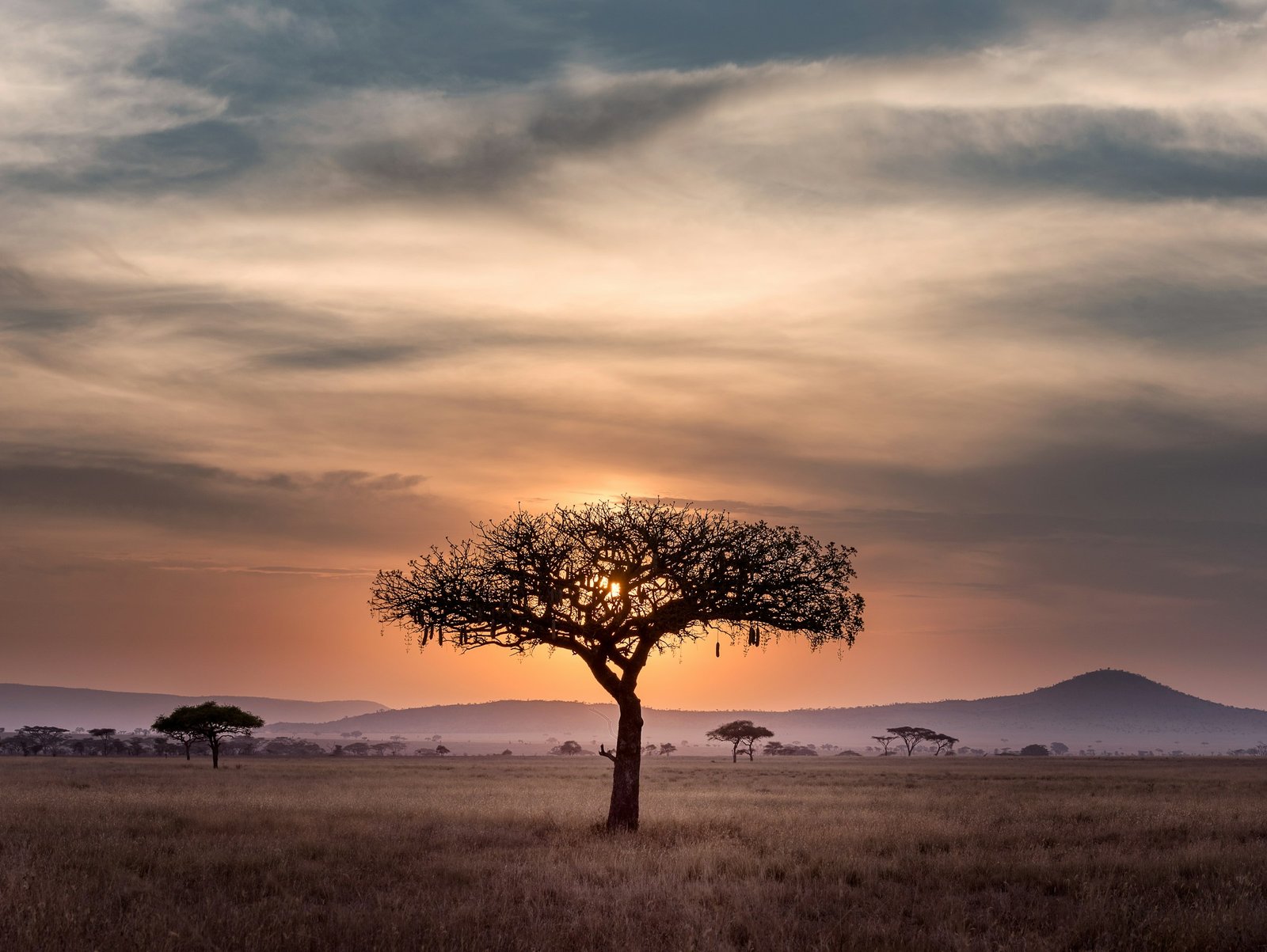 Safari Wildnis