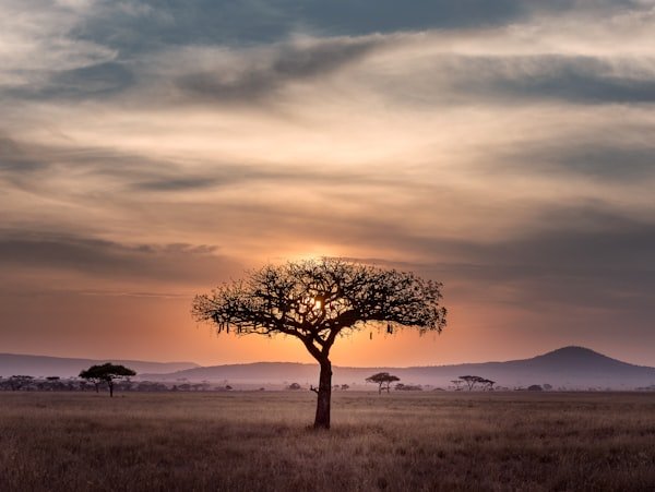 Kruger Safari